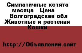 Симпатичные котята 2 месяца › Цена ­ 1 - Волгоградская обл. Животные и растения » Кошки   